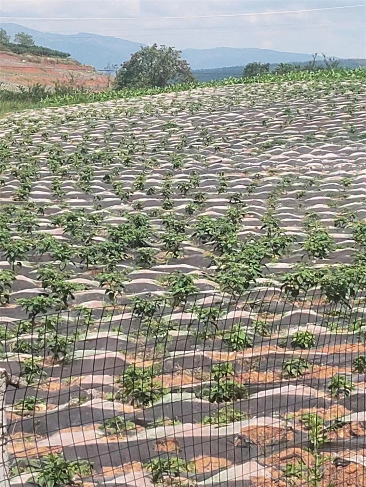 1690449073842609.jpg 微信圖片_20230727170446.jpg